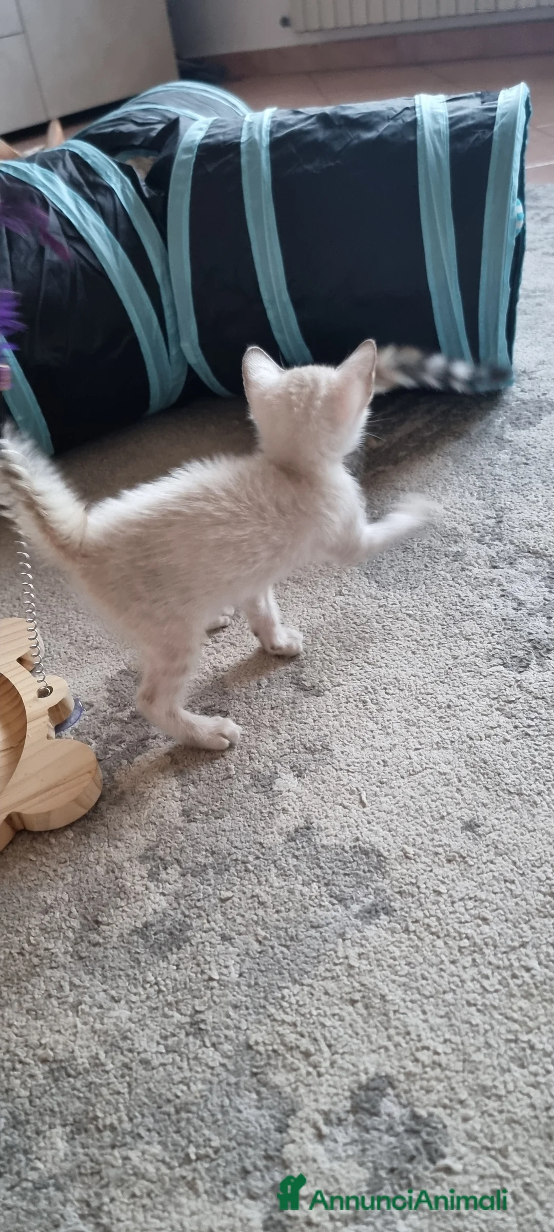 Bengala gatti in vendita: Femmina Bengala Snow lynx Pedigree  - Annuncio 6