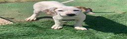 Meticcio cani in regalo: Pluto bellissimo cucciolo a Lecco - Annuncio 2