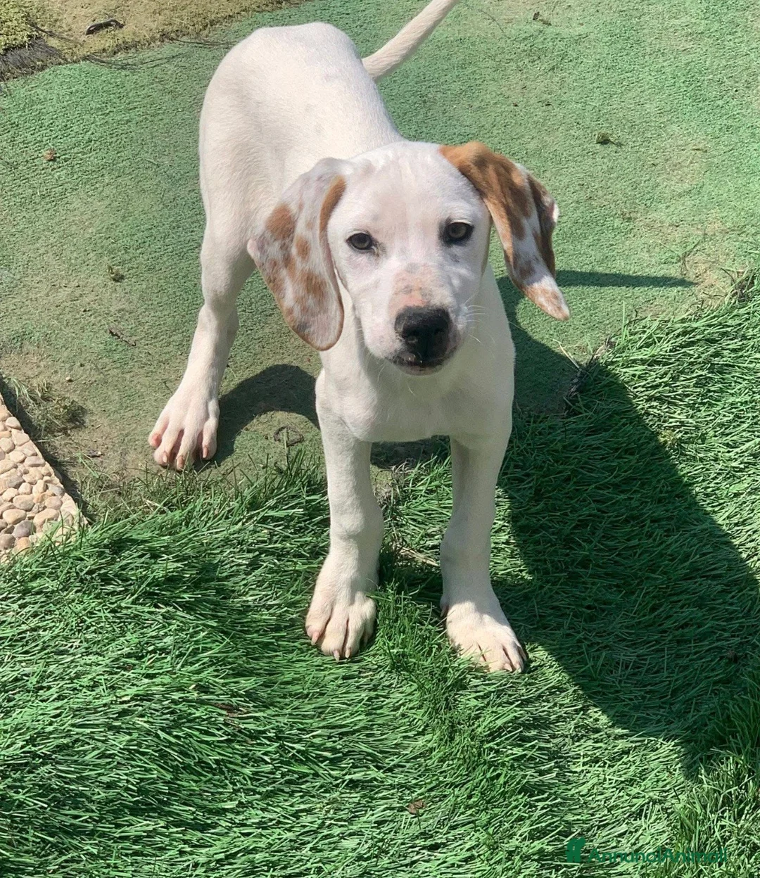 Meticcio cani in regalo: Pluto bellissimo cucciolo a Lecco - Annuncio 2