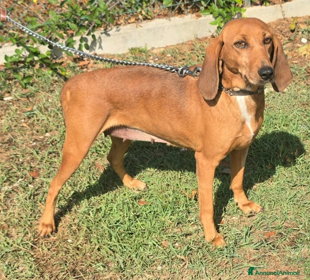 Segugio cani in regalo: Eugenia 3 anni segugia  - Annuncio 1
