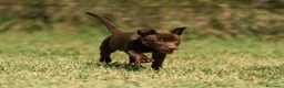 Australian Kelpie cani in vendita: Cuccioli Australian Kelpie  a Provincia di Siena - Annuncio 32