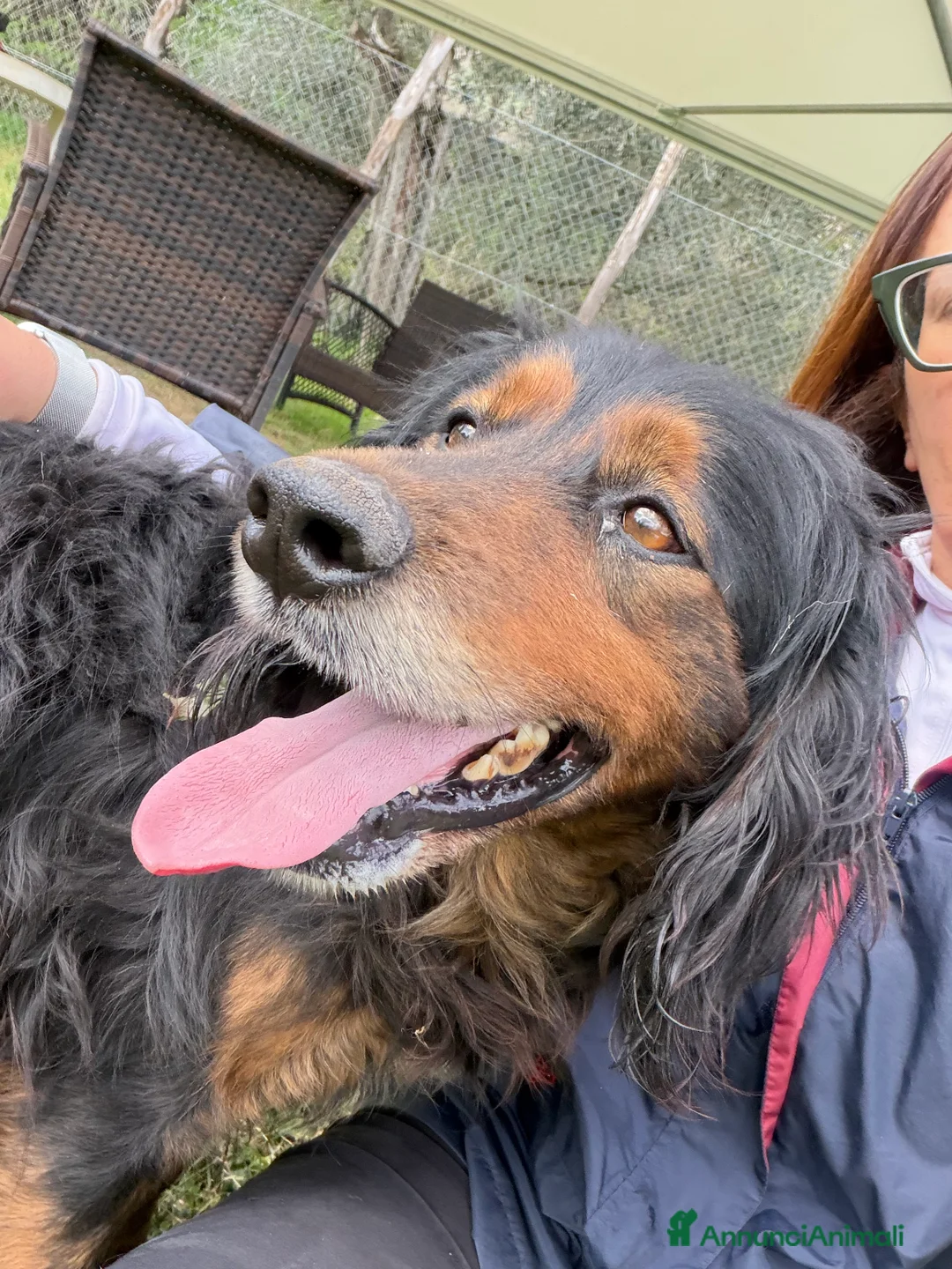 Meticcio cani in regalo: Ettore - Annuncio 4