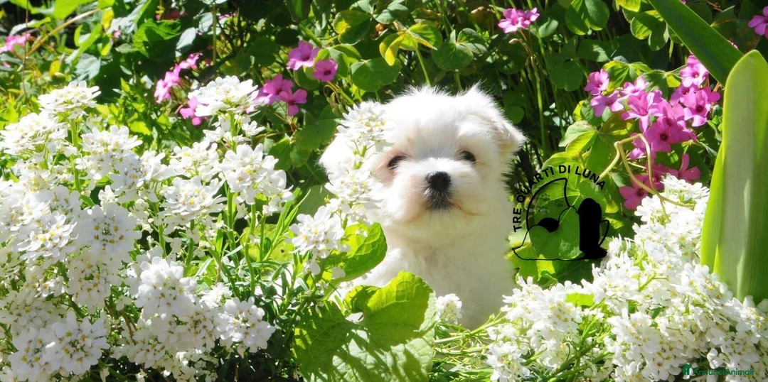 Maltese cani in vendita: Maltese Disponibile trequartidiluna - Annuncio 1