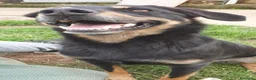 Meticcio cani in regalo: 17 chili, 7 anni, aspetto qualcuno da amare  - Annuncio 5