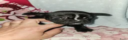 Bulldog Francese cani in vendita: Bulldog francese nero  - Annuncio 7