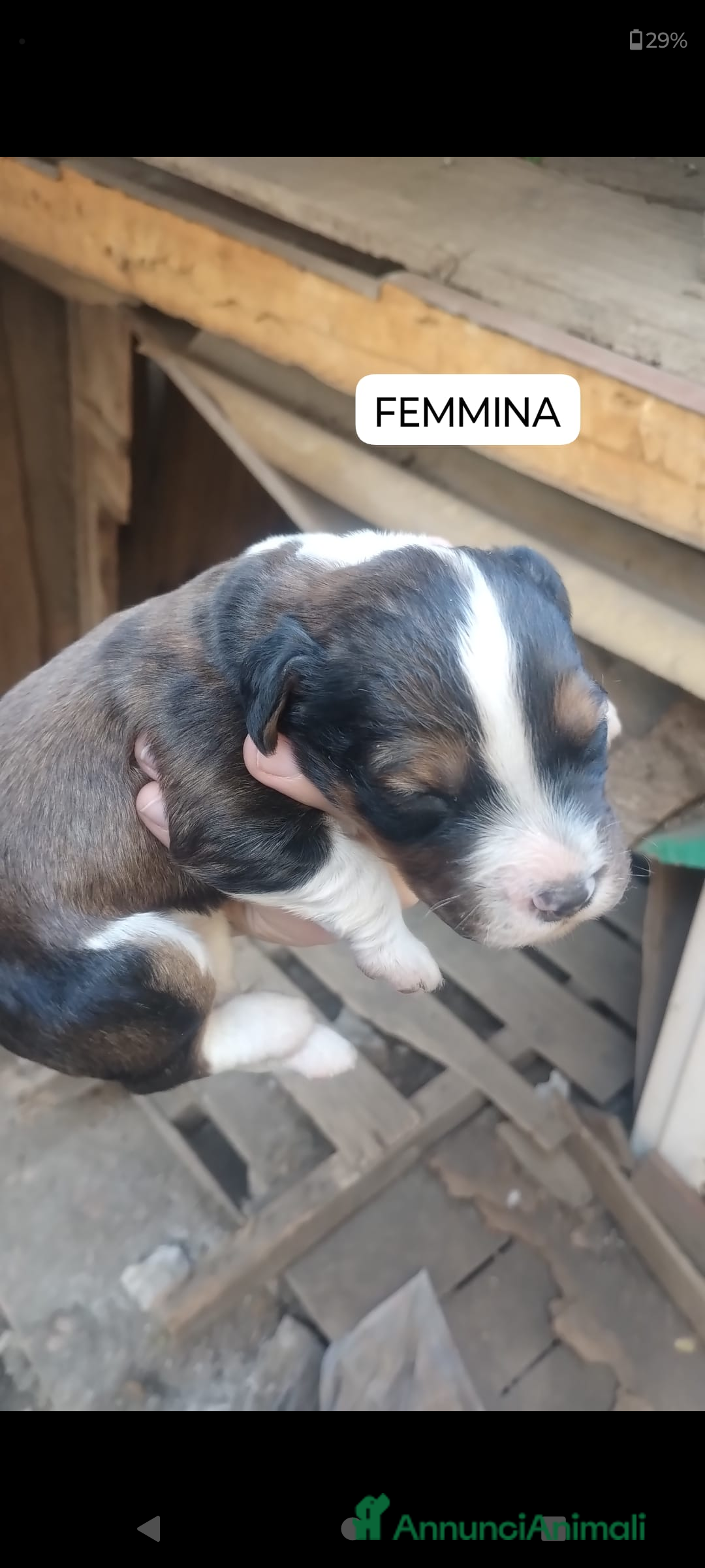 Meticcio cani in regalo: Regalo cuccioli - Annuncio 5