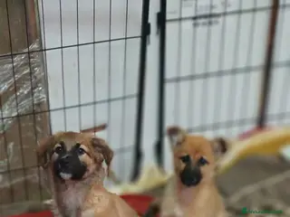 Meticcio cani Tre cuccioli, incrocio malinois! (3 mesi) - Annuncio 8