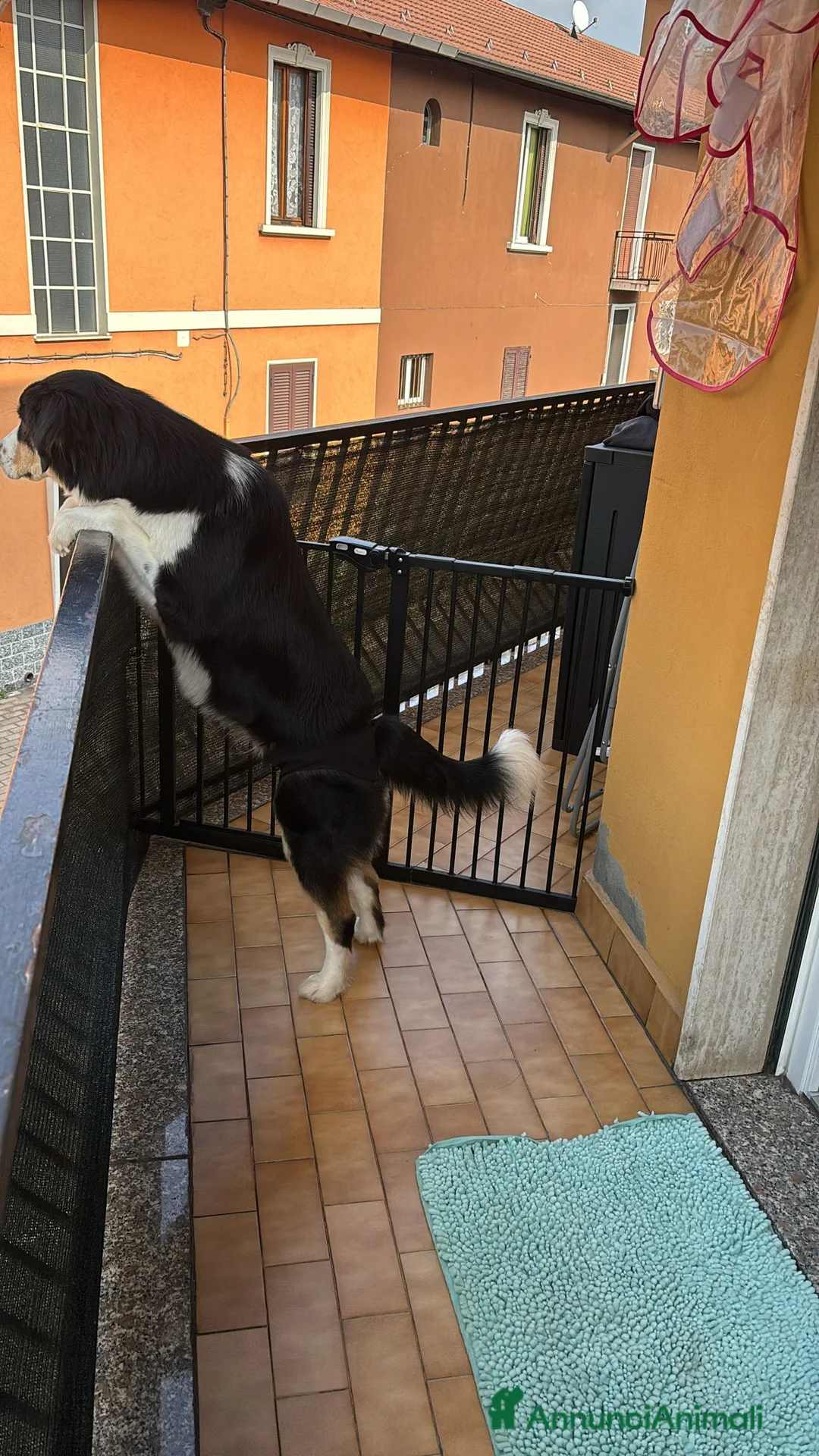 Meticcio cani in regalo: Regalo incrocio pastore australiano e maremmano  - Annuncio 2