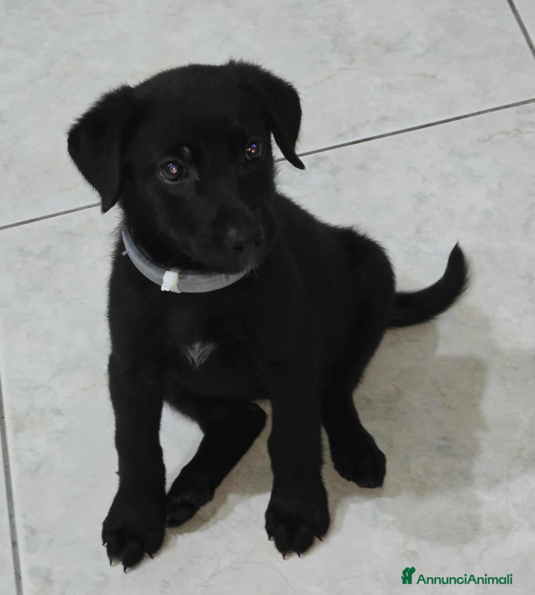 Meticcio cani in regalo: dolcissima cucciola nerea in regalo - Annuncio 4