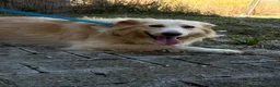 Meticcio cani in regalo: Pippo simil border  - Annuncio 2