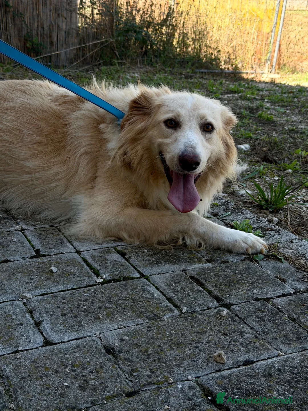 Meticcio cani in regalo: Pippo simil border  - Annuncio 2