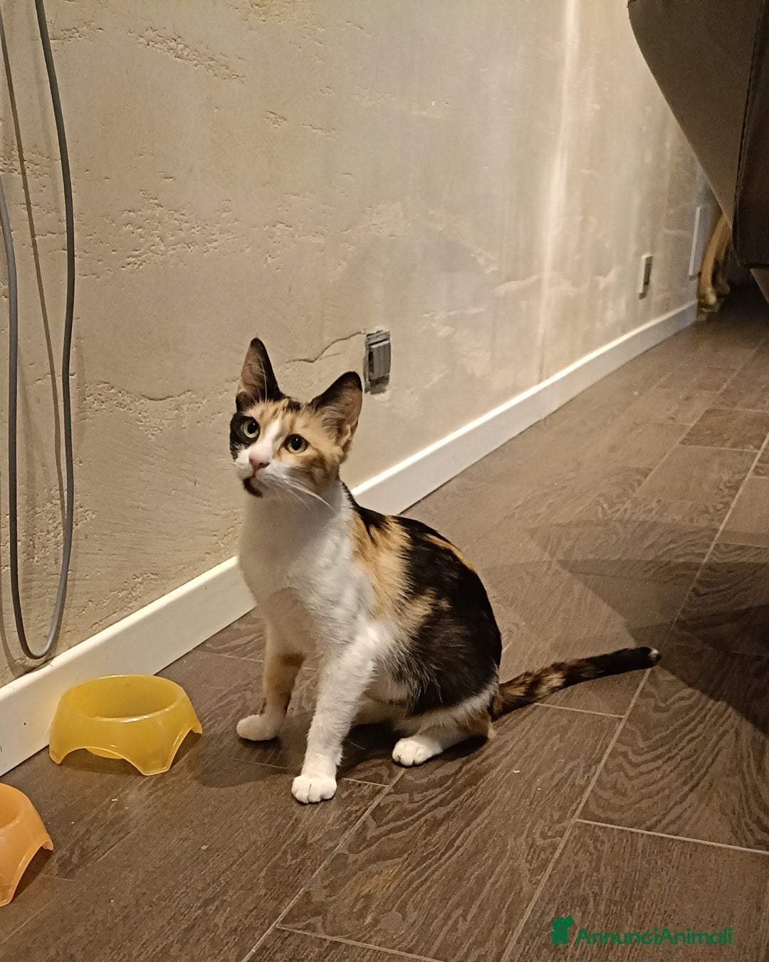 Europeo gatti in regalo: Trilly  - Annuncio 2