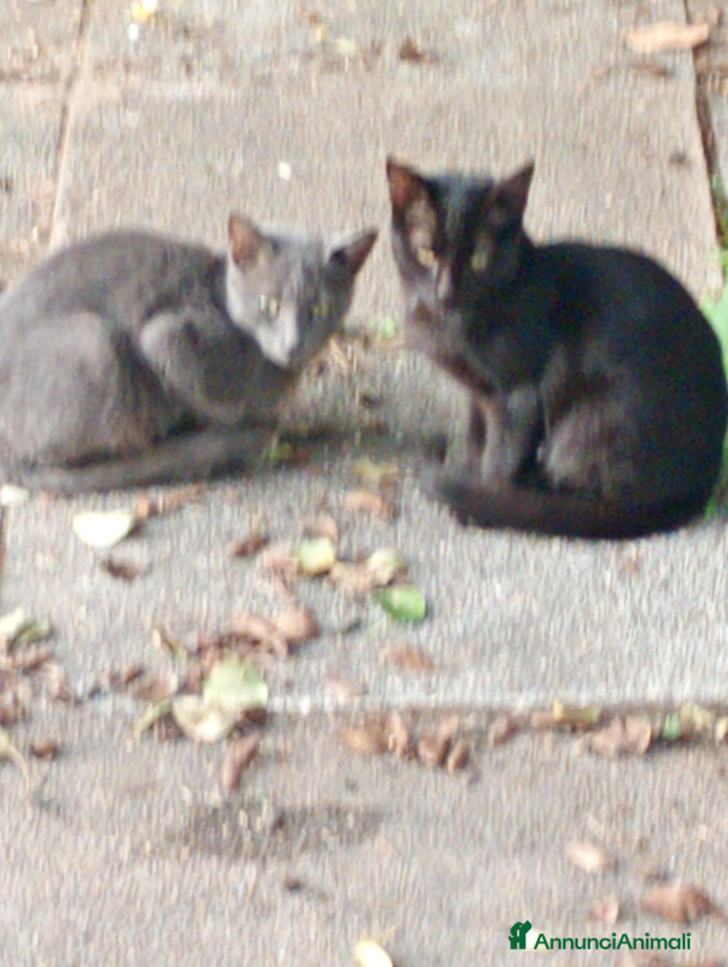 Meticcio gatti Regalo gattini abbandonati  - Annuncio 26