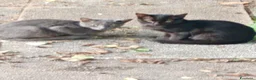 Meticcio gatti in regalo: Regalo gattini abbandonati  a Provincia di Vicenza - Annuncio 1