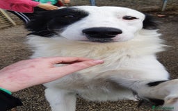 Border Collie cani in regalo: WILLOW, fantastica mix BORDER COLLIE! - Immagine 5