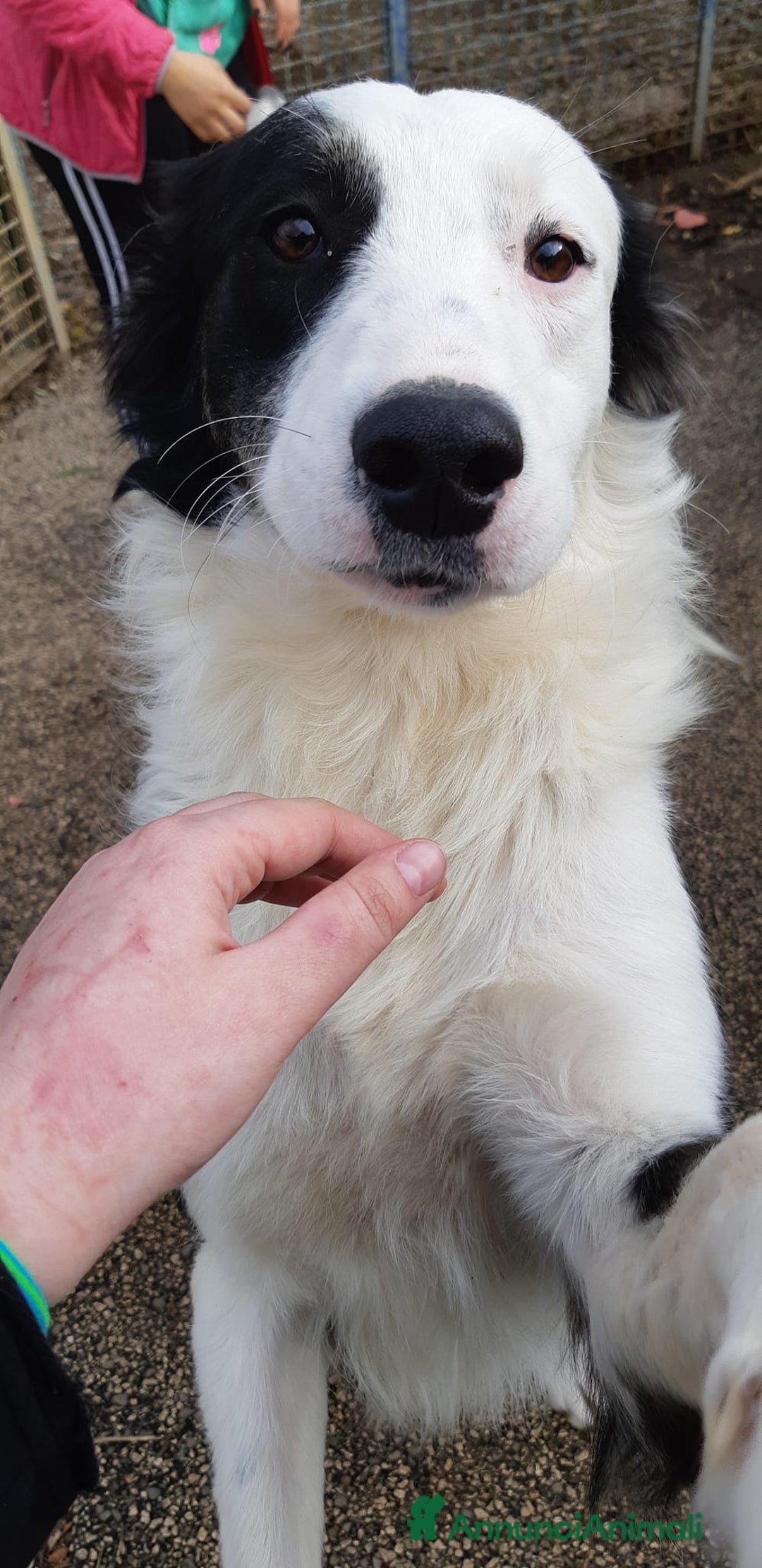 Border Collie cani in regalo: WILLOW, fantastica mix BORDER COLLIE! - Immagine 5