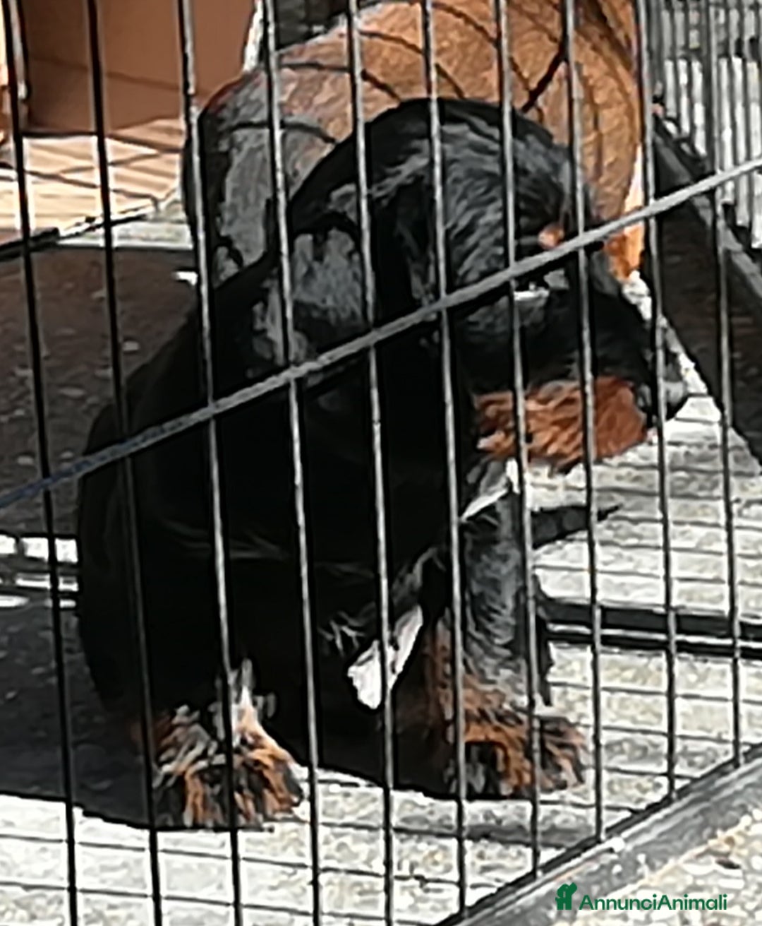 Bassotto cani in vendita: Bassotto pelo duro  - Annuncio 19