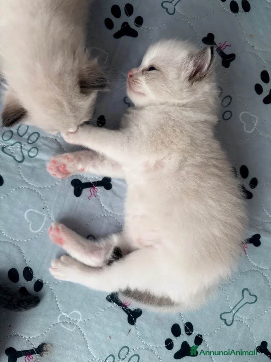 Ragdoll gatti in vendita: Cuccioli Ragdoll con pedigree  - Annuncio 6