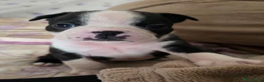 Boston Terrier Cucciolo 3