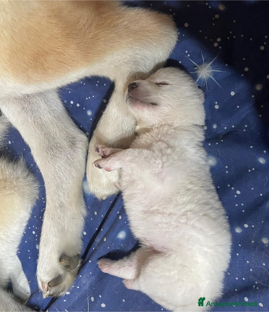 Akita Inu cani in vendita: 🌸 Hime Sakura cerca una famiglia 🌸 a Città Metropolitana di Torino - Immagine 9