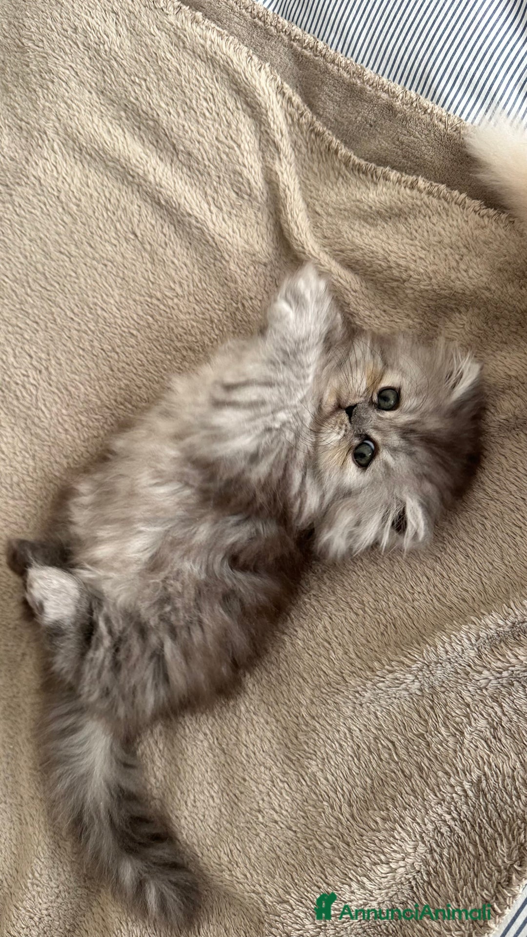 Persiano gatti in vendita: Gattina persiana chincilla Fumè - Annuncio 2