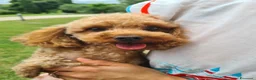 Barboncino Toy cani in vendita: Barboncini toy red disponibili - Annuncio 11