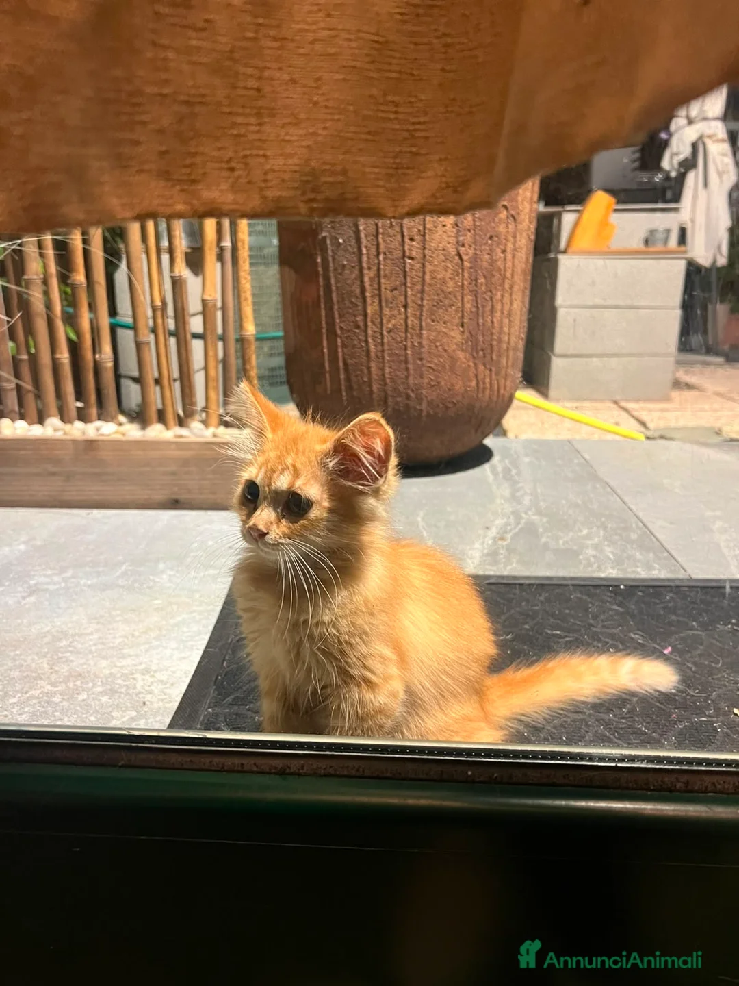Meticcio gatti in regalo: GATTINA ROSSA a Provincia di Pavia - Annuncio 1