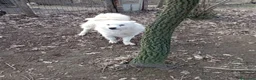 Meticcio cani in regalo: Splendido carattere, 4 anni circa  - Annuncio 7