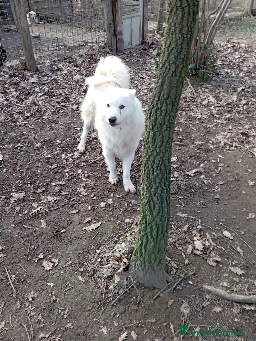 Meticcio cani in regalo: Splendido carattere, 4 anni circa  - Annuncio 7