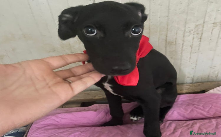 Meticcio cani a Città Metropolitana di Bologna - Annuncio 12