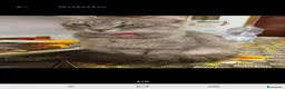 Certosino gatti in vendita: Gattini  - Annuncio 13