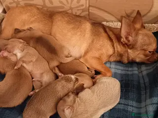 Chihuahua cani Chihuahua femmina 2 mesi - taglia piccola - Annuncio 1