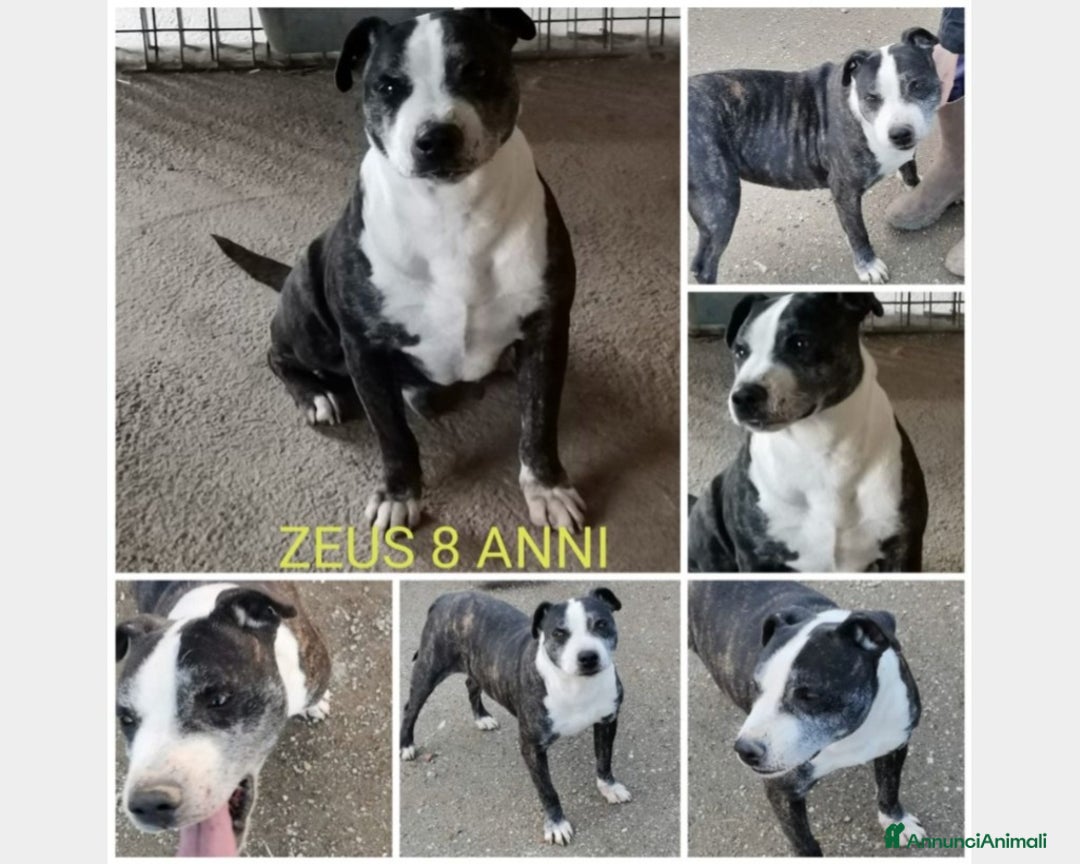 Meticcio cani in regalo: Zeus adulto riportato 1anno fa in box+Pepito4anni  a Milano - Annuncio 2