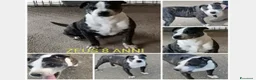 Meticcio cani in regalo: Zeus adulto riportato 1anno fa in box+Pepito4anni  a Milano - Annuncio 2