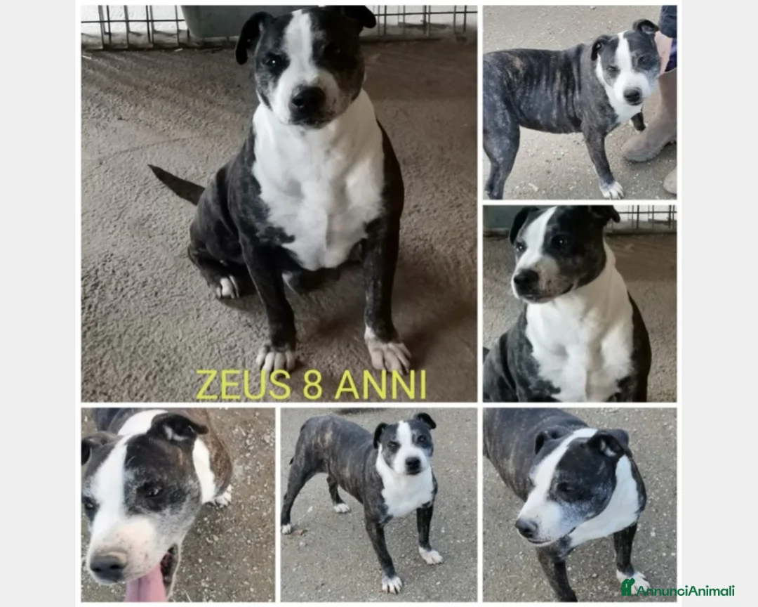 Meticcio cani in regalo: Zeus adulto riportato 1anno fa in box+Pepito4anni  a Milano - Annuncio 2