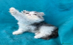 Persiano gatti in vendita: Cucciolo gatto persiano  a Città Metropolitana di Torino - Immagine 5