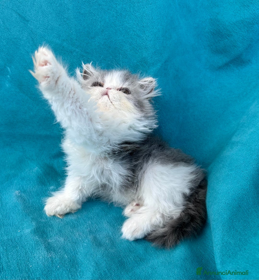 Persiano gatti in vendita: Cucciolo gatto persiano  a Città Metropolitana di Torino - Immagine 5