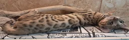 Bengala gatti in vendita: Bengala cuccioli con pedegree - Annuncio 4