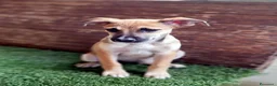 Meticcio cani in regalo: Ofelia doclissima cucciola in adozione a Città Metropolitana di Firenze - Annuncio 6