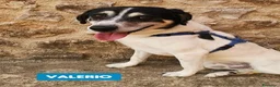 Meticcio cani in regalo: VALERIO DIVERSAMENTE CUCCIOLO - Annuncio 13