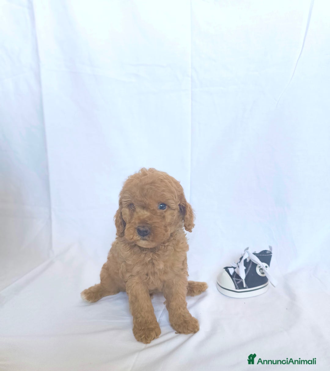 Barboncino cani in vendita: Sani e Deliziosi Barboncini - Annuncio 6