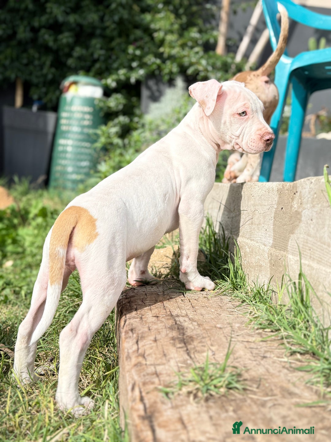 Meticcio cani in vendita: CUCCIOLI IN VENDITA . - Annuncio 8