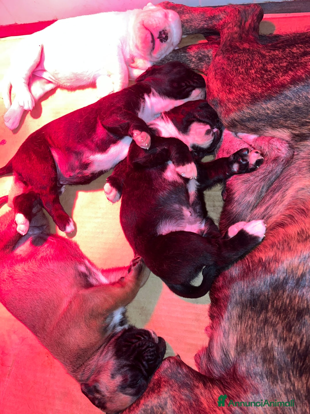 Boxer cani in vendita: Boxer - Annuncio 3