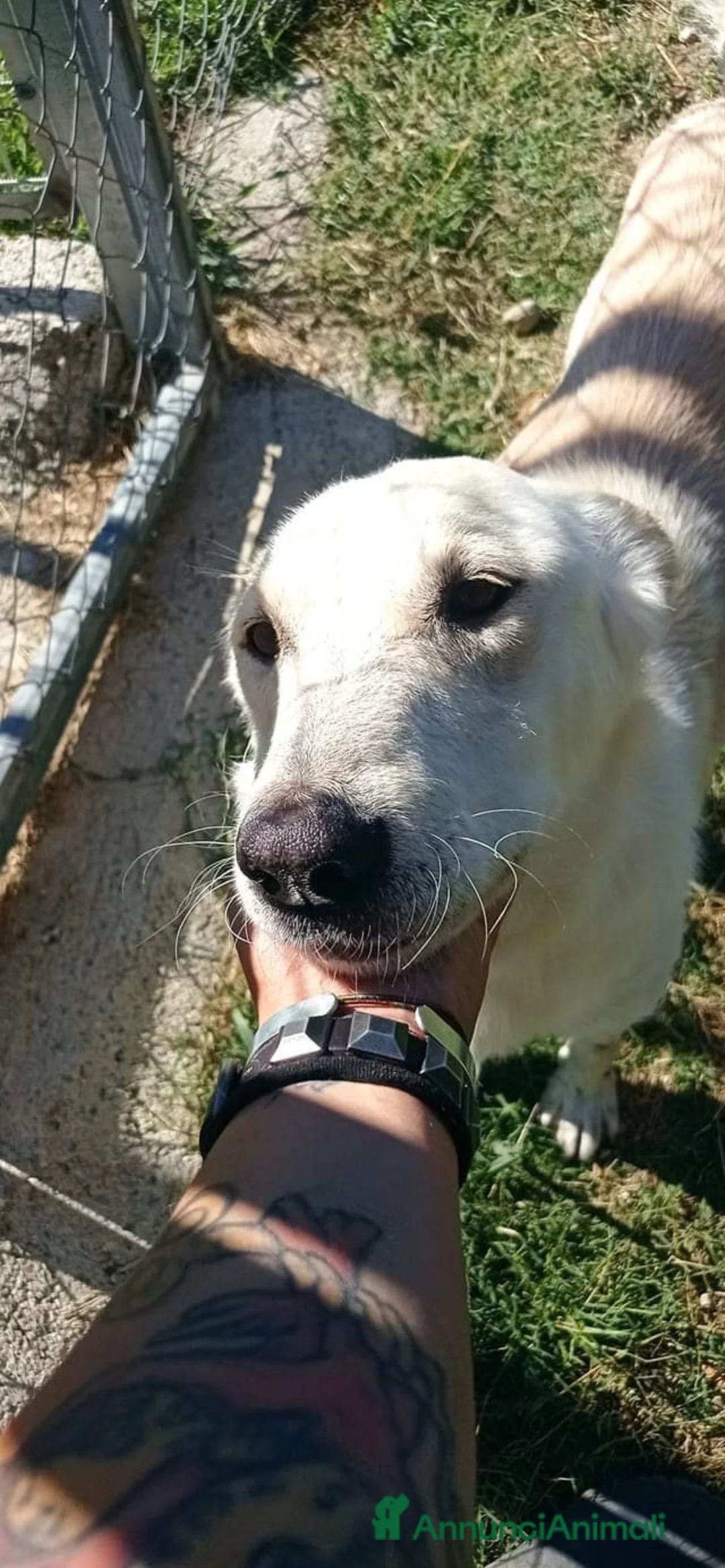 Meticcio cani in regalo: ROBERTO socievole - allegro! a Provincia di Macerata - Annuncio 2