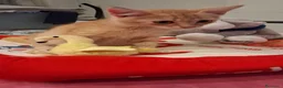 Meticcio gatti in regalo: Joy tutta vita  - Annuncio 7