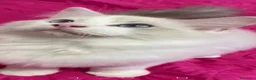 Ragdoll gatti in vendita: Ragdoll blu Bicolore  - Annuncio 10
