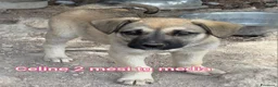 Meticcio cani in regalo: Cuccioli tenerissimi senza casa  a Provincia di Modena - Annuncio 11