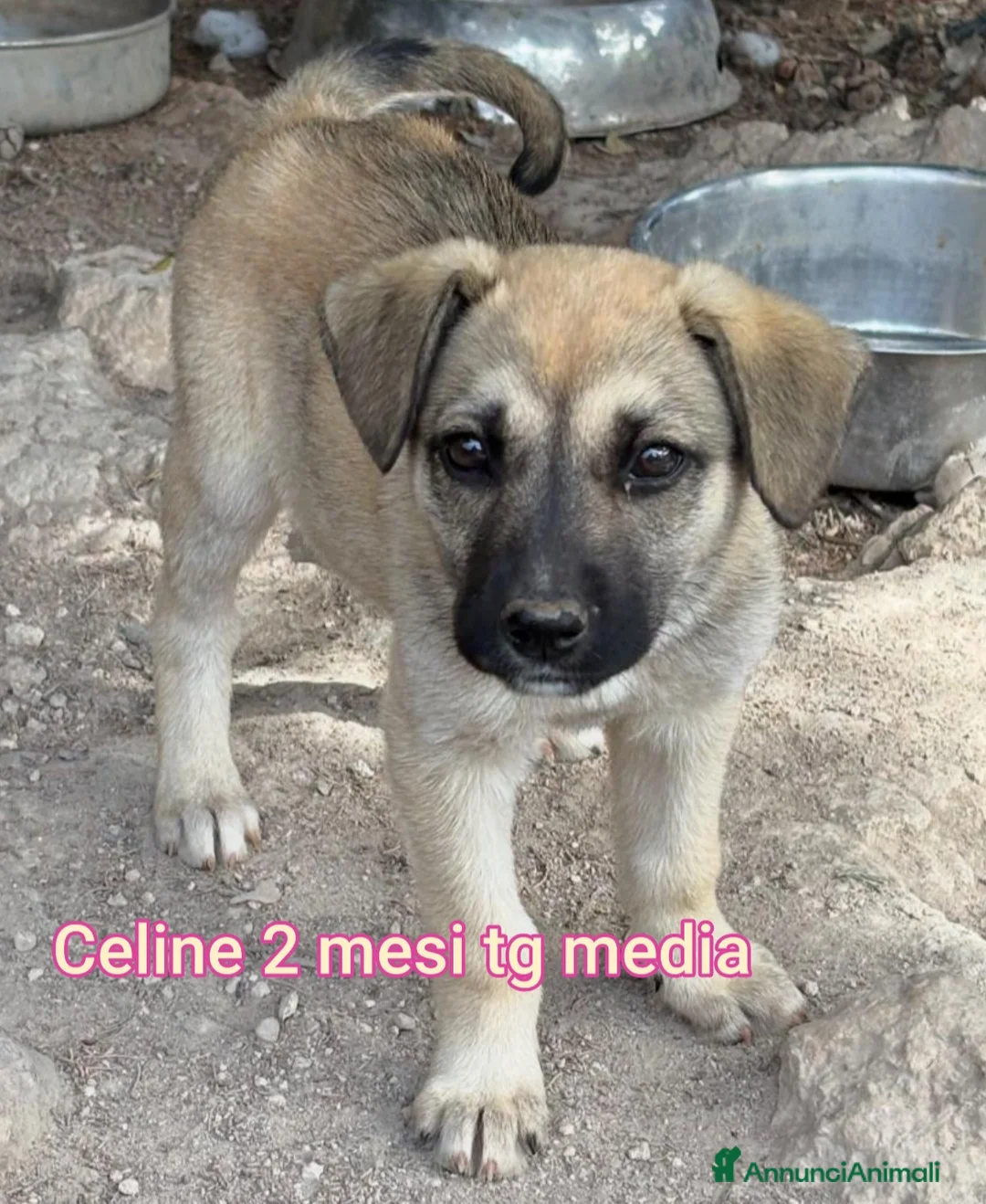 Meticcio cani in regalo: Cuccioli tenerissimi senza casa  a Provincia di Modena - Annuncio 11