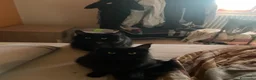 Maine Coon gatti per accoppiamento: Cerco femmina per il mio Maine Coon Nero  - Annuncio 2