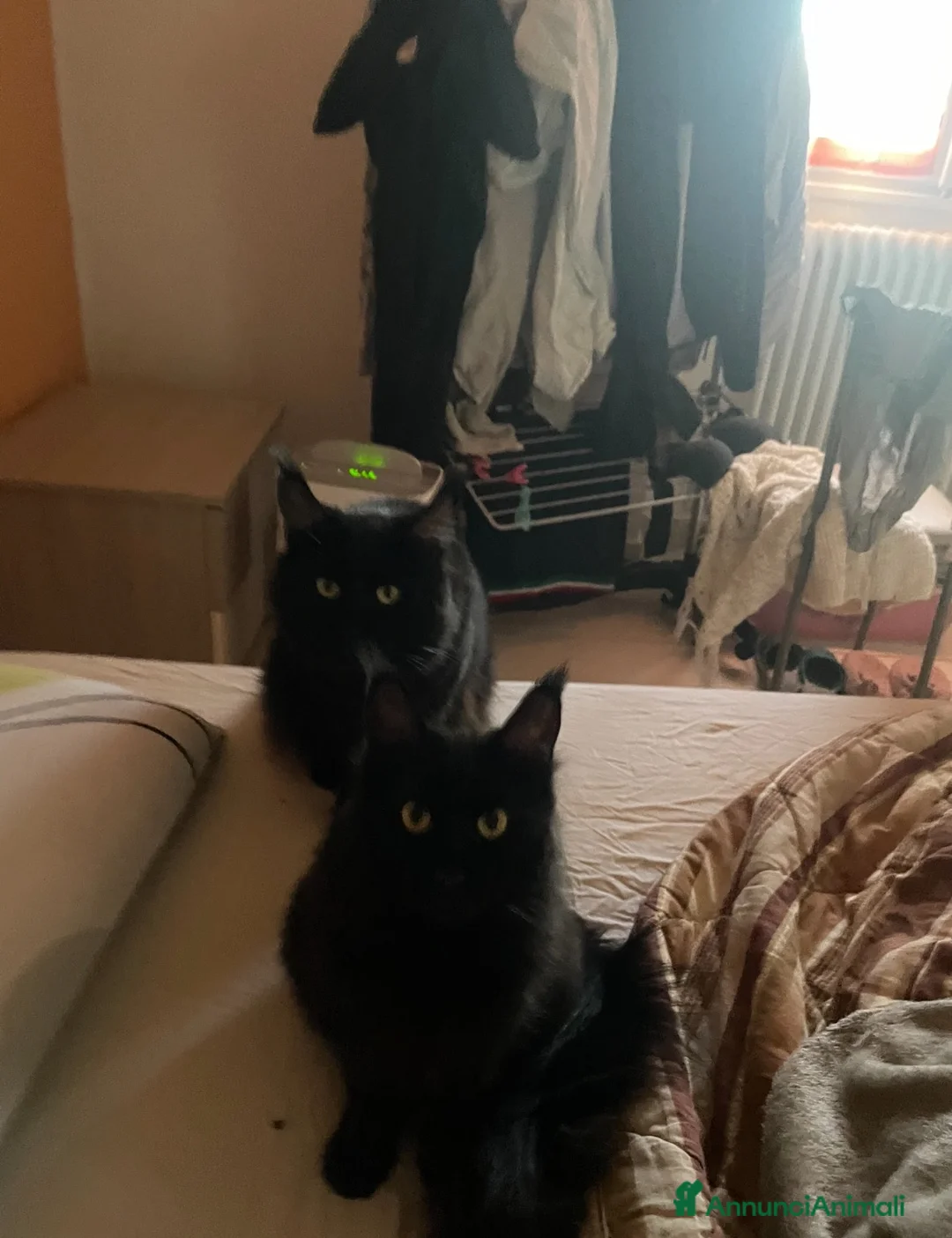 Maine Coon gatti per accoppiamento: Cerco femmina per il mio Maine Coon Nero  - Annuncio 2